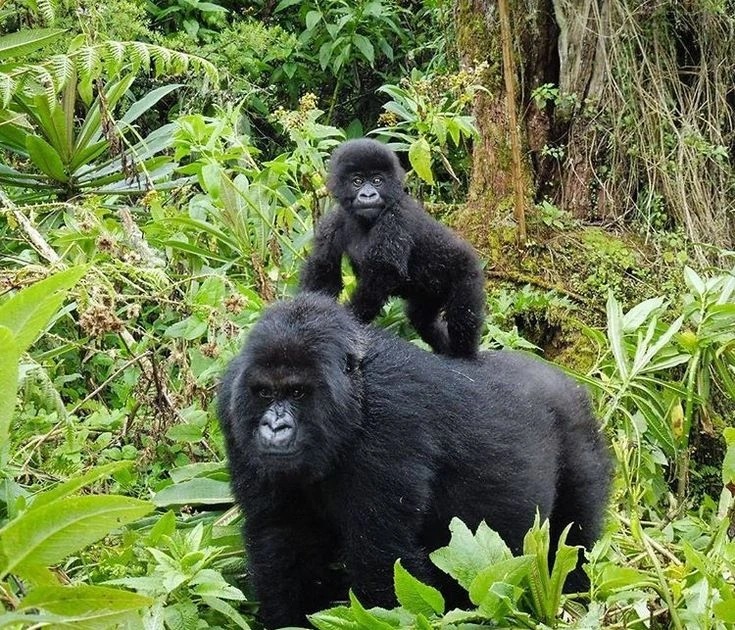 How to start planning 11 days safari in Uganda and gorilla trekking adventure
